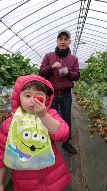 いちご狩りにはまってます